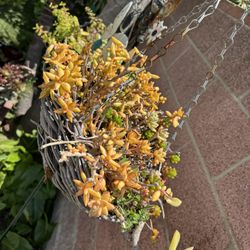 Succulents In A Hanging Pot 