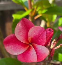 Plumeria Elsie rooted plants 17' from soil line, 3 tips, blooming