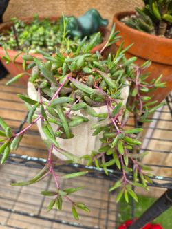 Planta collar de Rubí