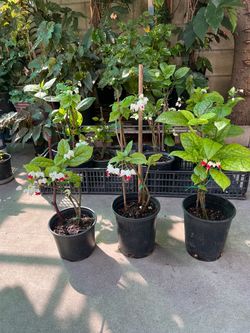 Bleeding Heart Vine Plant