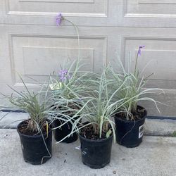 4 Pots Purple Flower Variegated Society Garlic Plants