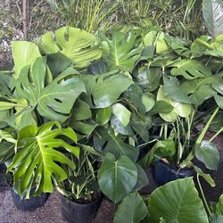 HOME PLANTS- SPECIAL PRICE MONSTERA 3 GL