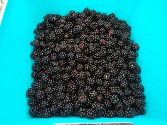 Little wild blackberries.. 5lbs for $50