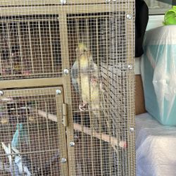 Birds Cage