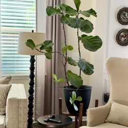 fiddle leaf fig tree -plant