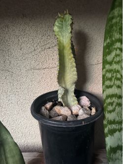 Small African candelabra cactus plant