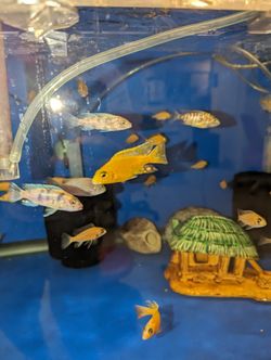 40 Gallon Fish Tank Aquarium