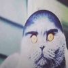 YZY_r22