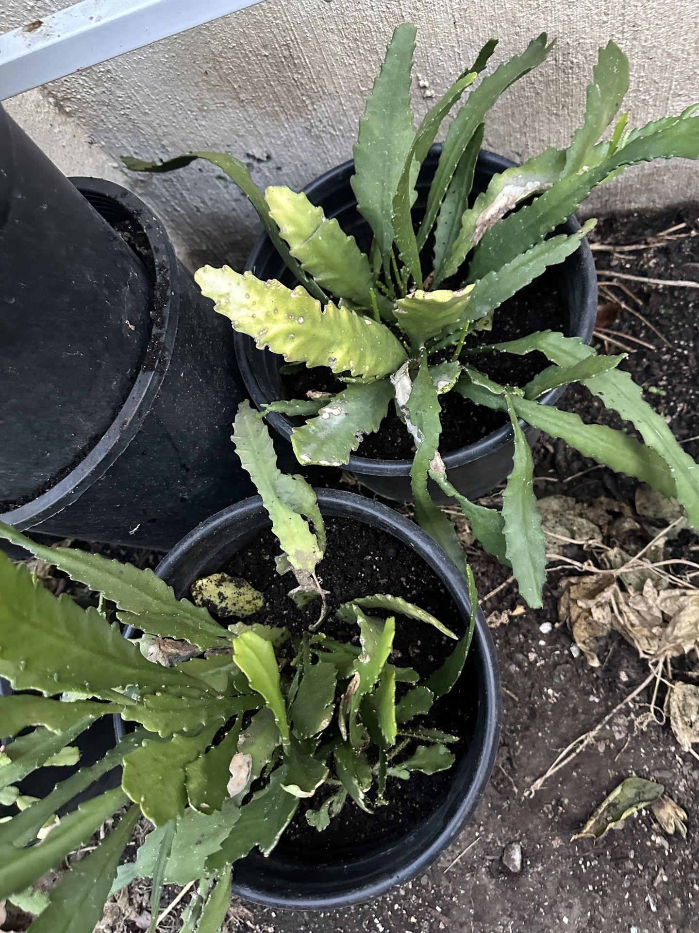 Beautiful Orchid Cacti  Epiphyllums Flower Plant