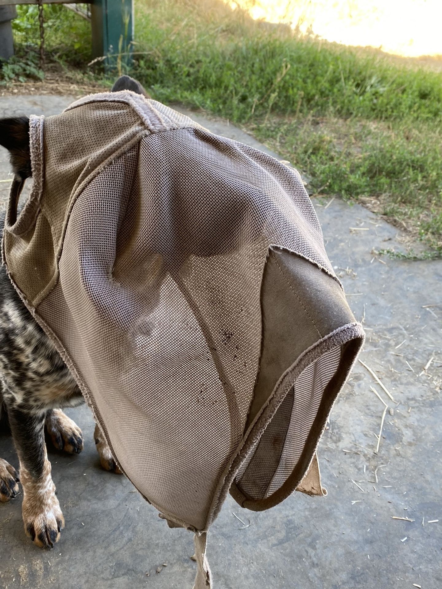Fly Masks