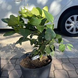 Eureka Lemon