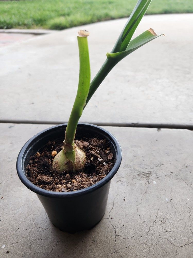 cebollitas embarazada suculenta