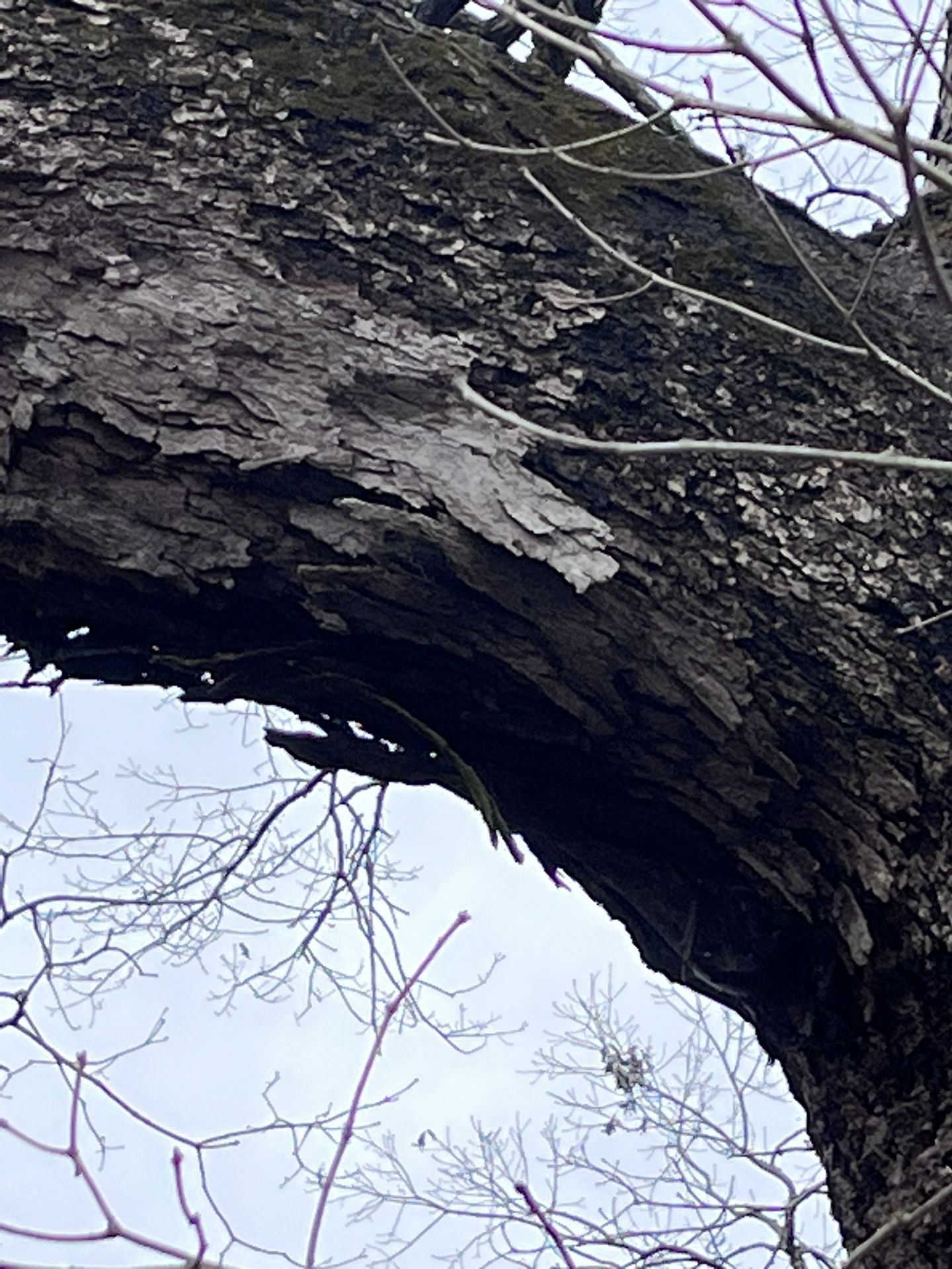 Two Large Oak Trees For Sale