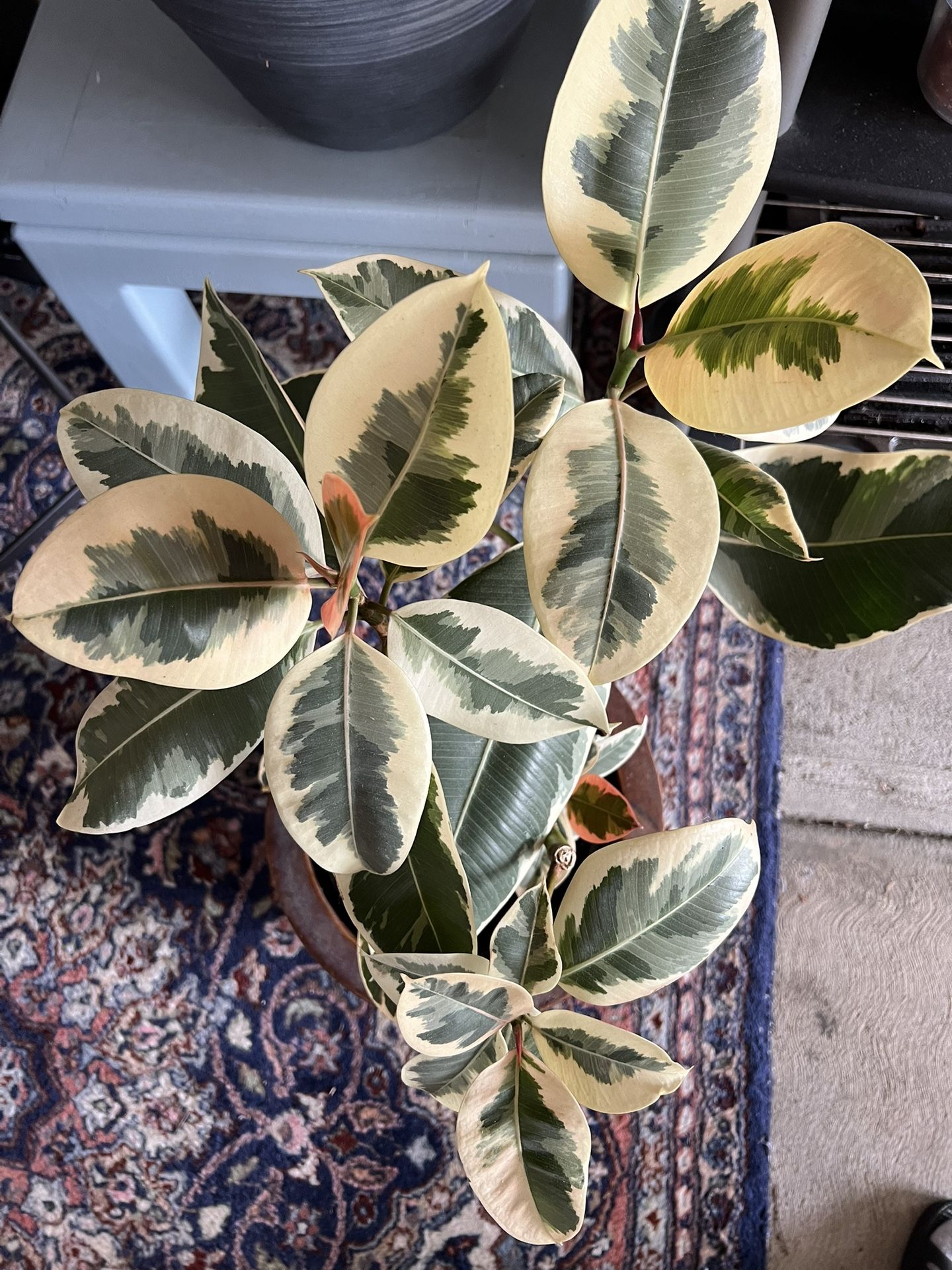 Ficus Rubber Plant w/nice quality pot( 30”tall)
