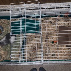 Midwest Guinea Pig Cage & Timmothy Hay