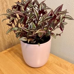 Tradescantia House Plant. Sammamish, Beaver Lake