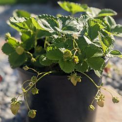 Strawberry Plants