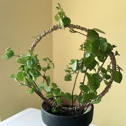 Peperomia Parallel