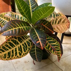 Croton Petra, Codiaeum Variegatum, Live Tropical Indoor Plant