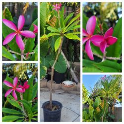 Frangipani  Plumeria thin two-tone fushia