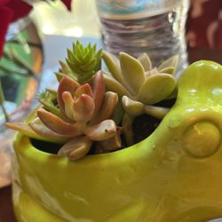 Mini succulent Arrangements  with Very Established Succulents 