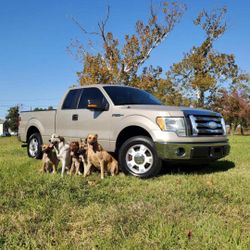 2009 Ford F-150
