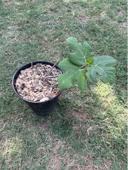 Fig Tree Cutting