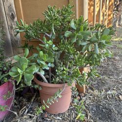 Big Pot Full Of Succulents 