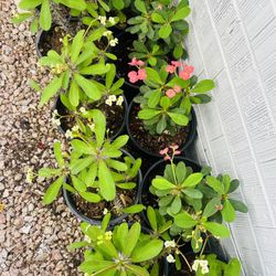 Corona de Cristo Live Plant Houseplant Flowering Planta - 10 each PHX