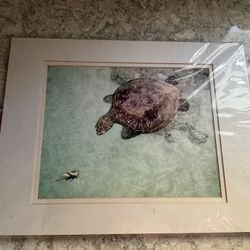 Photographic print featuring a green sea turtle