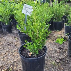 Boxwood 