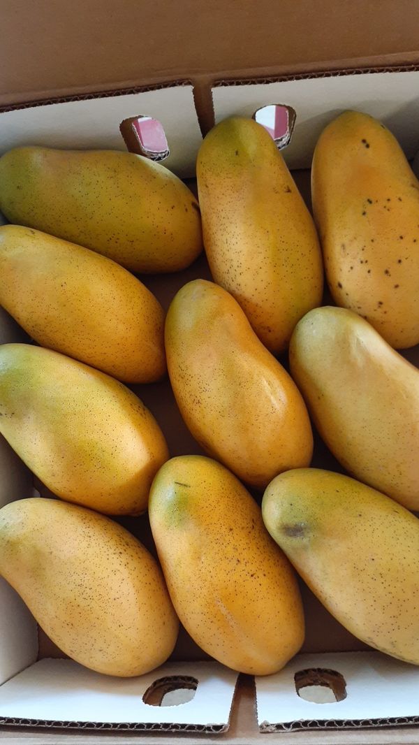 Mango from Haiti for Sale in Homestead, FL OfferUp