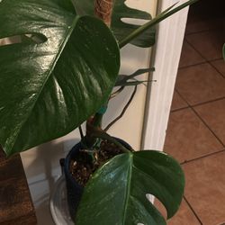 Plants! 