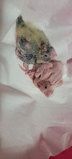Cacatúas