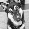 lexy
