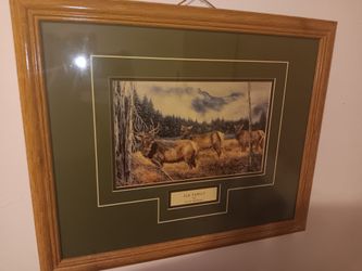 Elk family picture