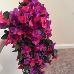 Flowers For Outdoor 