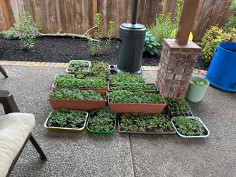 Marigold plants