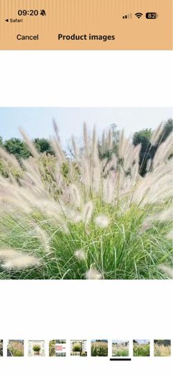 Perennial grass
