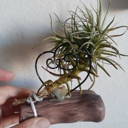 Valentine Air Plant