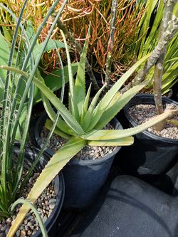 yellow flower aloe succulent potted plant