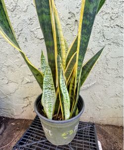 Plant