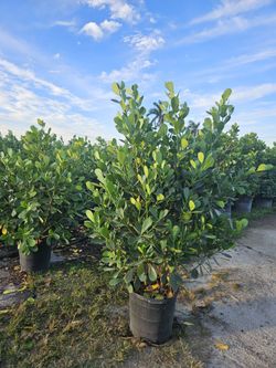 Clusias 6 Feet Tall Instant Primary Hedge For Fence Green Full