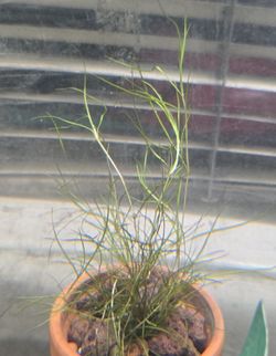 Sago pondweed (Potamogeton pectinatus)