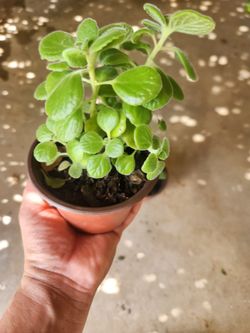vick plant