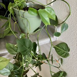 Plant and pot