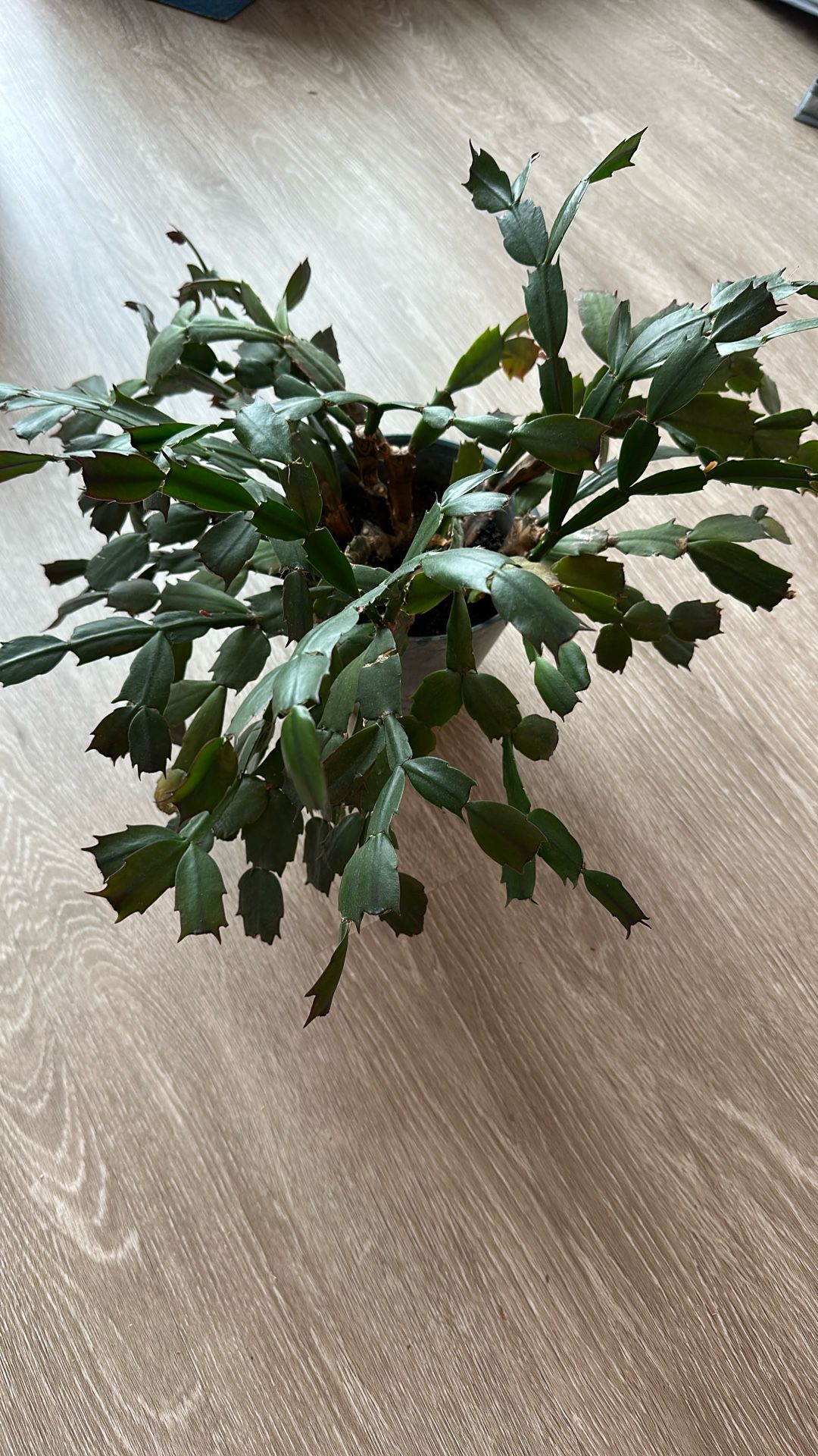 Thanksgiving Cactus (Schlumbergera truncata)