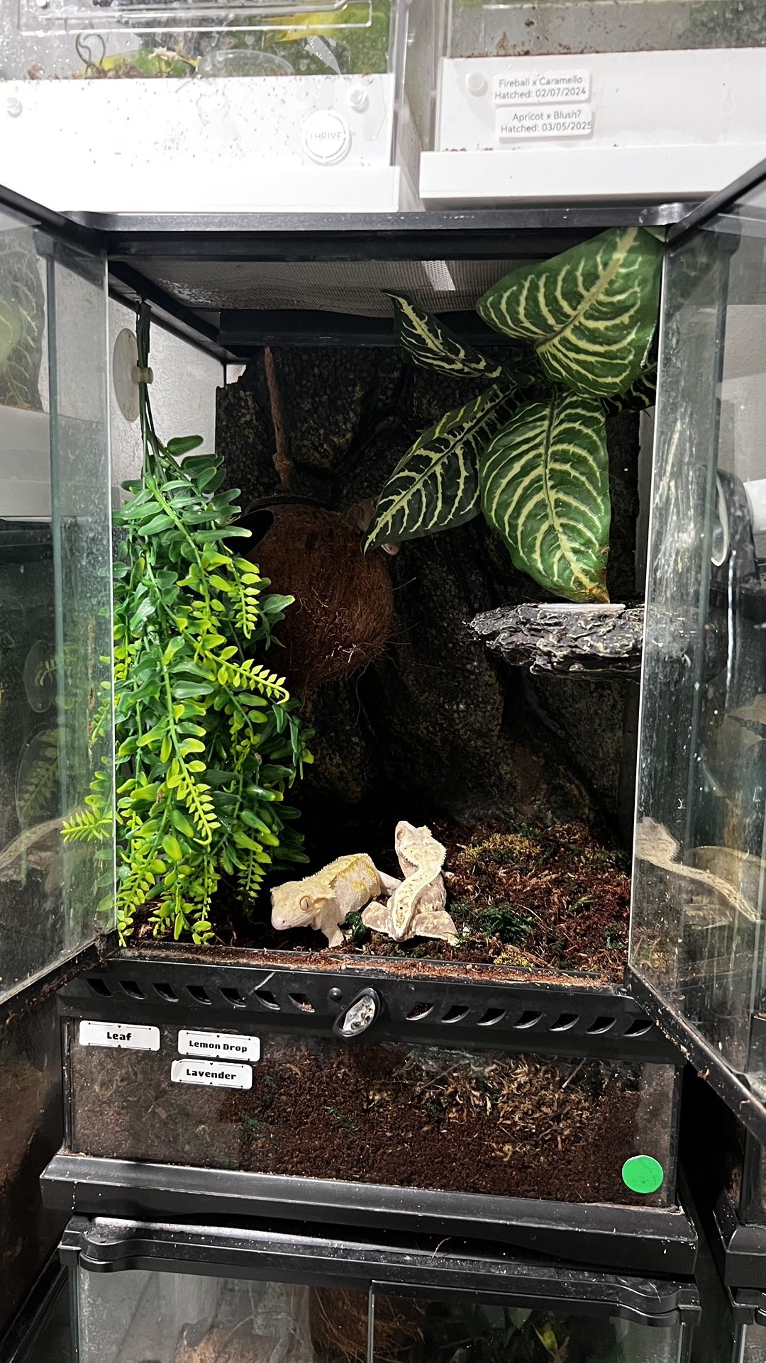 Reptile Tank For Crested Geckos
