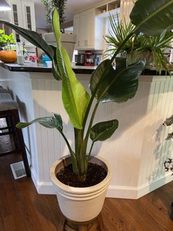 White Bird Of Paradise 