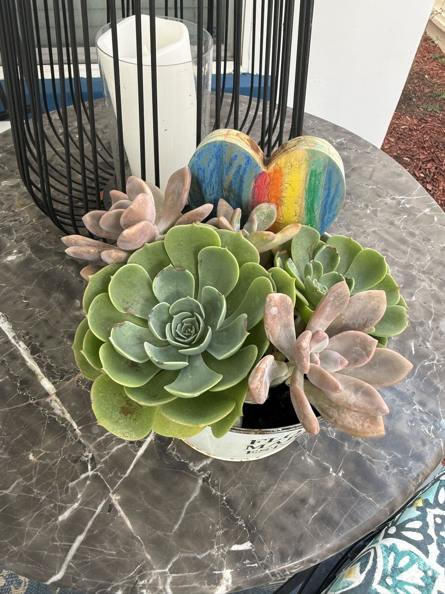 Healthy Plant